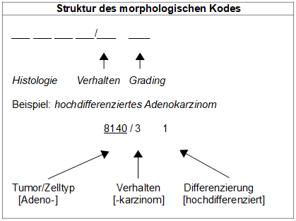 Erklärung der Struktur eines morphologischen Kodes am Beispiel des Kodes 8140/3 (hochdifferenziertes Adenokarzinom)